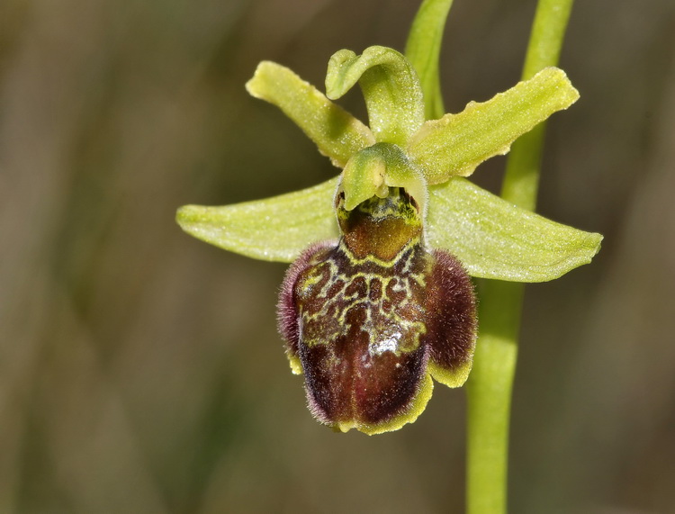 Orchidee del Chianti 3